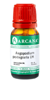 AEGOPODIUM podagraria LM 12 Dilution